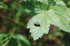 Coccinella septempunctata