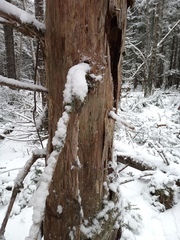 Chaenotheca brunneola