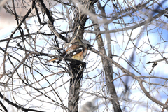 Phoenicurus erythronotus