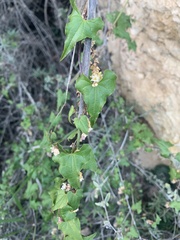 Dioscorea orientalis