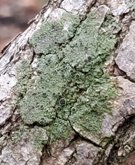 Hyperphyscia syncolla