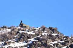 Aquila chrysaetos daphanea