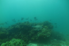 Plectorhinchus plagiodesmus