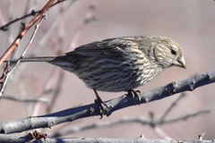 Carpodacus rhodochlamys