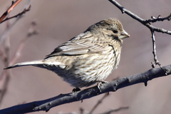 Carpodacus rhodochlamys