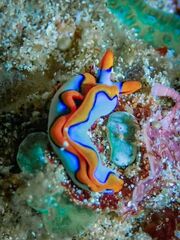 Thuridilla lineolata