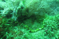 Halicampus macrorhynchus