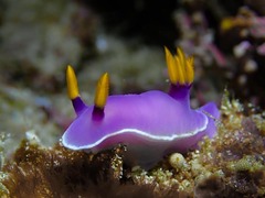 Hypselodoris variobranchia