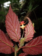 Begonia urticae