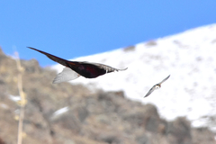 Phasianus colchicus mongolicus