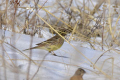 Emberiza citrinella × leucocephalos