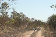 Ephippiorhynchus senegalensis