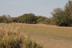 Ephippiorhynchus senegalensis