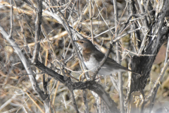 Turdus atrogularis × ruficollis