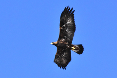 Aquila chrysaetos daphanea