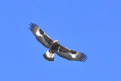 Aquila chrysaetos daphanea