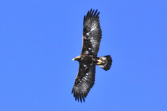 Aquila chrysaetos daphanea
