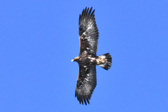 Aquila chrysaetos daphanea
