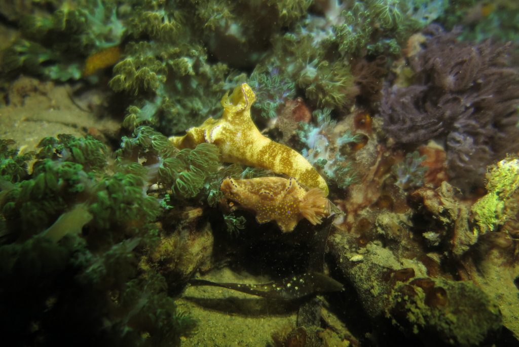 Elongate Pantechnicon Dorid