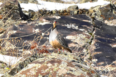 Alectoris chukar falki