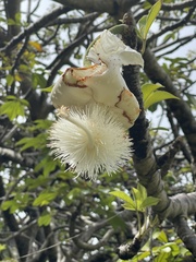 Adansonia digitata