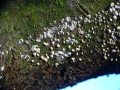 Leotiomycetes