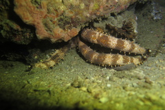 Mithrodia