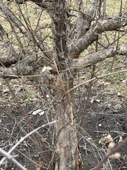 Cornus