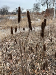 Agastache nepetoides