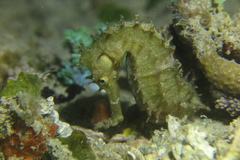 Hippocampus histrix