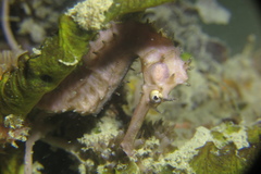 Hippocampus histrix