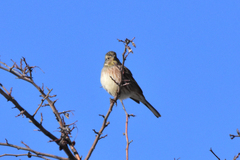 Emberiza citrinella × leucocephalos