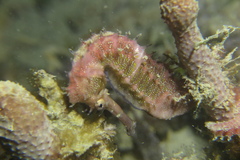 Hippocampus histrix