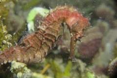 Hippocampus histrix