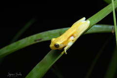Dendropsophus microcephalus