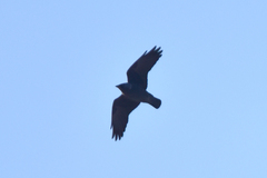 Corvus monedula soemmerringii