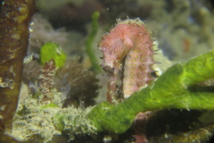 Hippocampus histrix