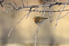 Erithacus rubecula tataricus