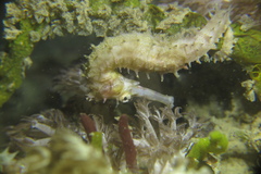 Hippocampus histrix