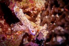 Hypselodoris