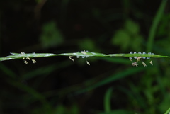Glyceria notata