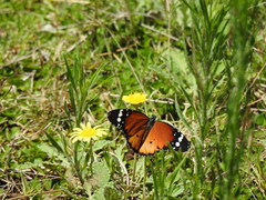 Danaus chrysippus orientis