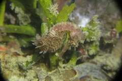 Hippocampus histrix