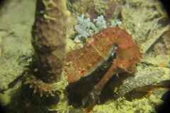 Hippocampus histrix