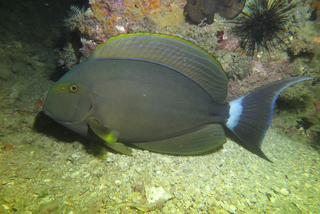 Yellowfin Surgeonfish