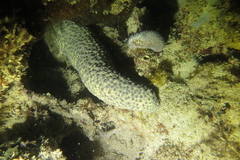 Holothuria turriscelsa