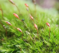 Rhynchostegiella tenella