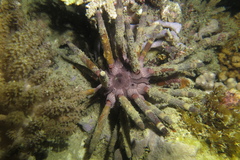 Phyllacanthus imperialis