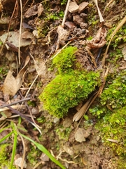 Rhynchostegiella tenella