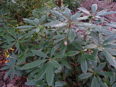 Rhododendron ponticum